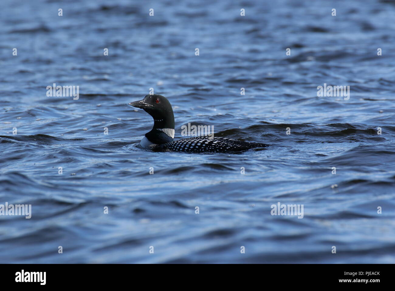 Un esemplare del Gavia immer (common loon) galleggia su un lago ondulata Foto Stock