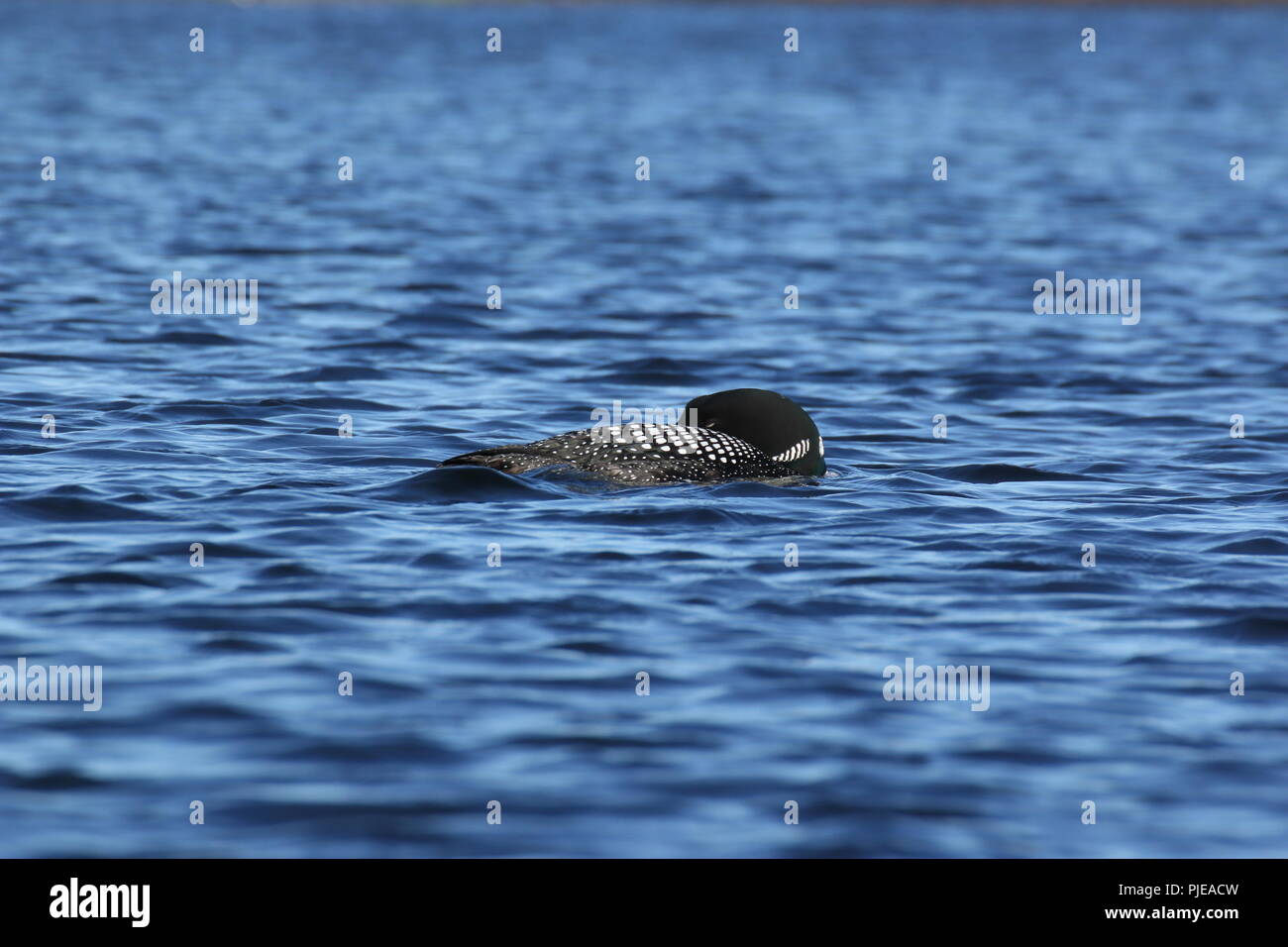 Questo Gavia immer galleggianti mentre è avente un pisolino di pomeriggio Foto Stock