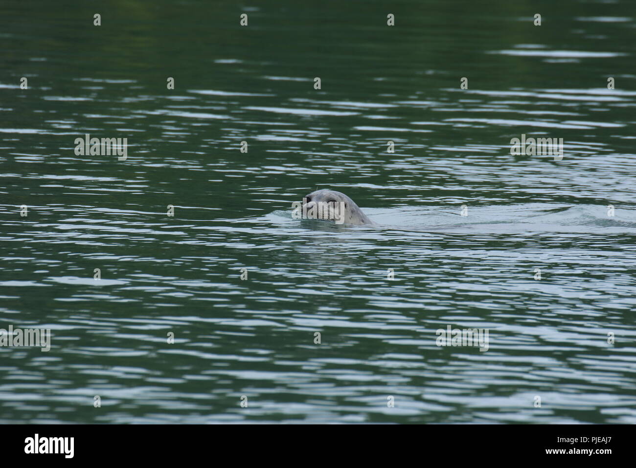 Un affamato di tenuta del porto appare timida come si tenta di salmone sneak out di una rete da pesca. Foto Stock
