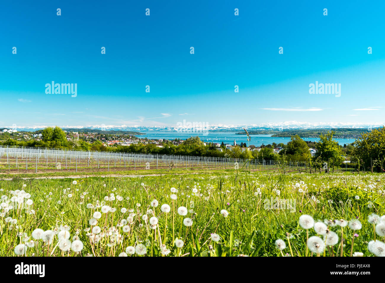 Vista panoramica del lago di Lago di Costanza con alpi svizzere in background, con tarassaco e blowballs Foto Stock