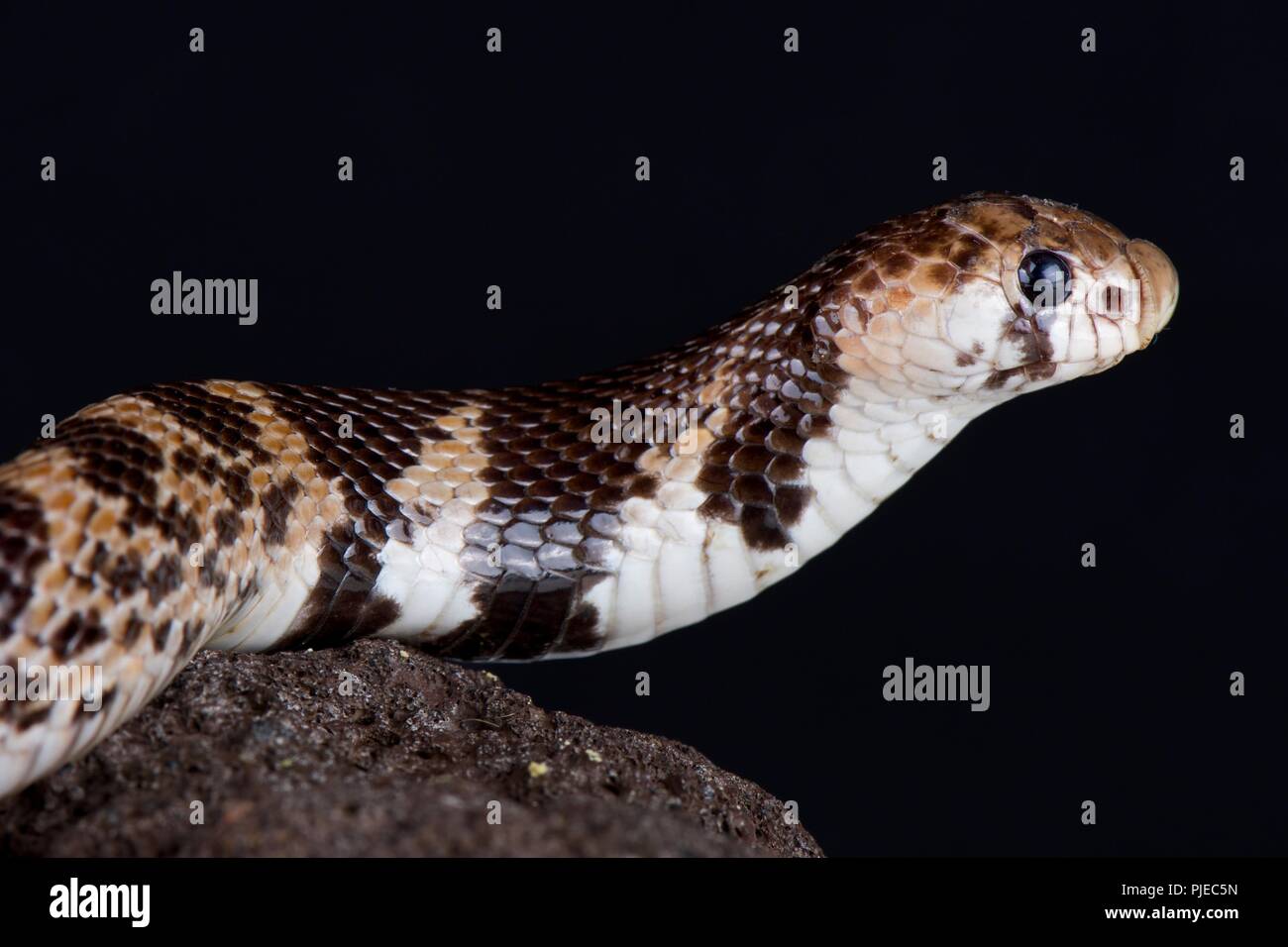 Scudo orientale-naso snake (Aspidelaps scutatus fulafula) Foto Stock
