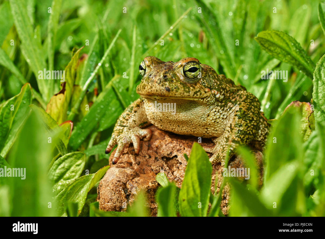 Natterjack Toad, Spagna Foto Stock