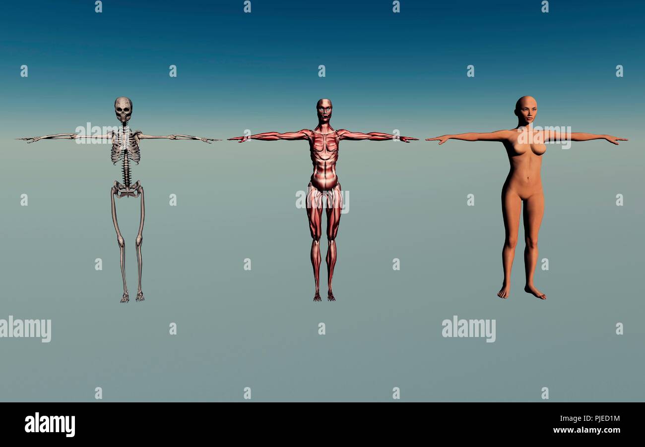 I tre stadi della femmina di Anatomia Umana Foto Stock