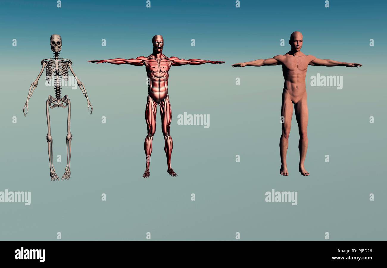 Maschio adulto anatomia umana. Foto Stock