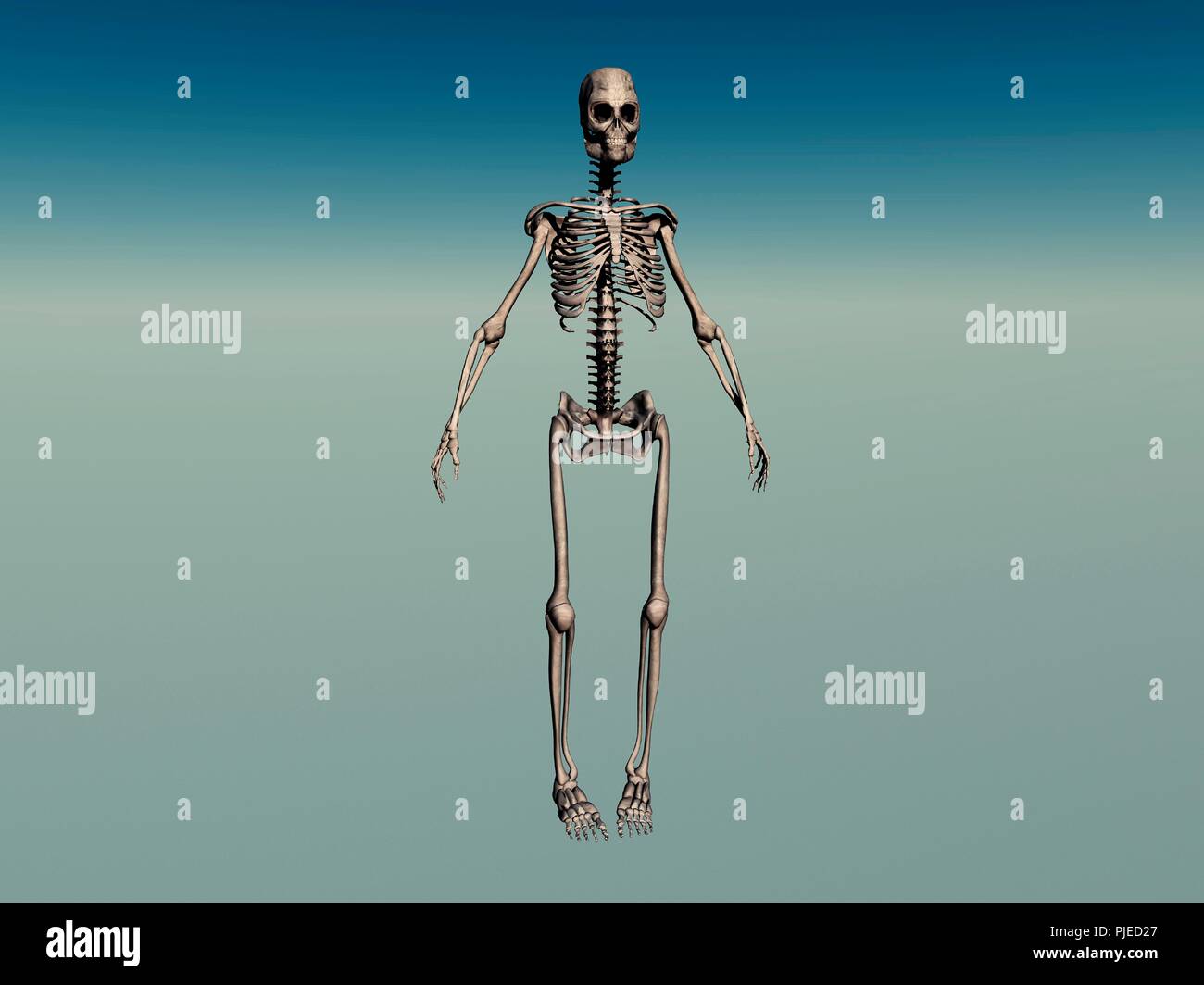 Maschio adulto scheletro Foto Stock