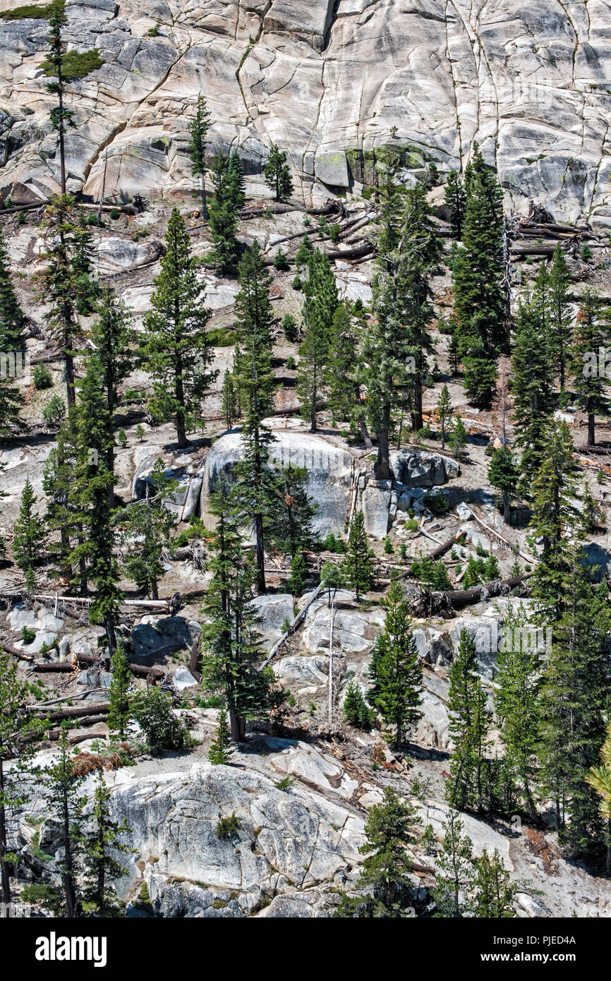 Rocce e alberi sempreverdi a Devils Postpile National Monument, Inyo National Forest, Madera County, California Foto Stock