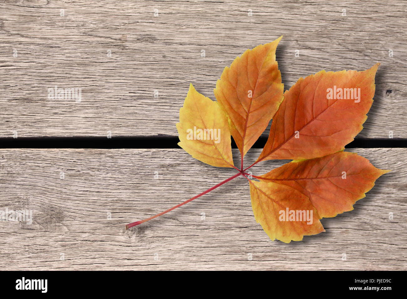 Autunno sfondo. Colorata di rosso e arancio lasciare cadere su sfondo di legno Foto Stock