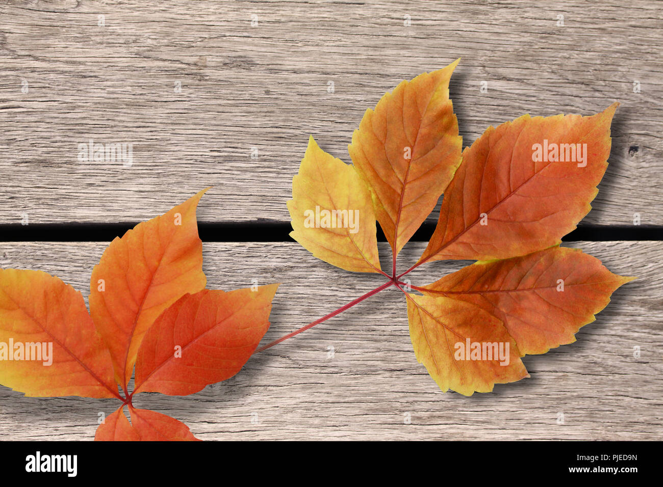 Autunno sfondo. Colorato in rosso e arancione caduta foglie su sfondo di legno Foto Stock