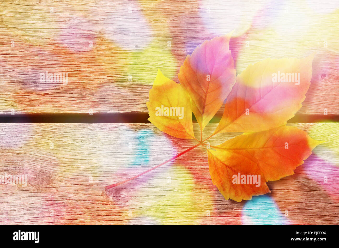 Autunno sfondo. Colorata di rosso e arancio lasciare cadere su sfondo di legno Foto Stock