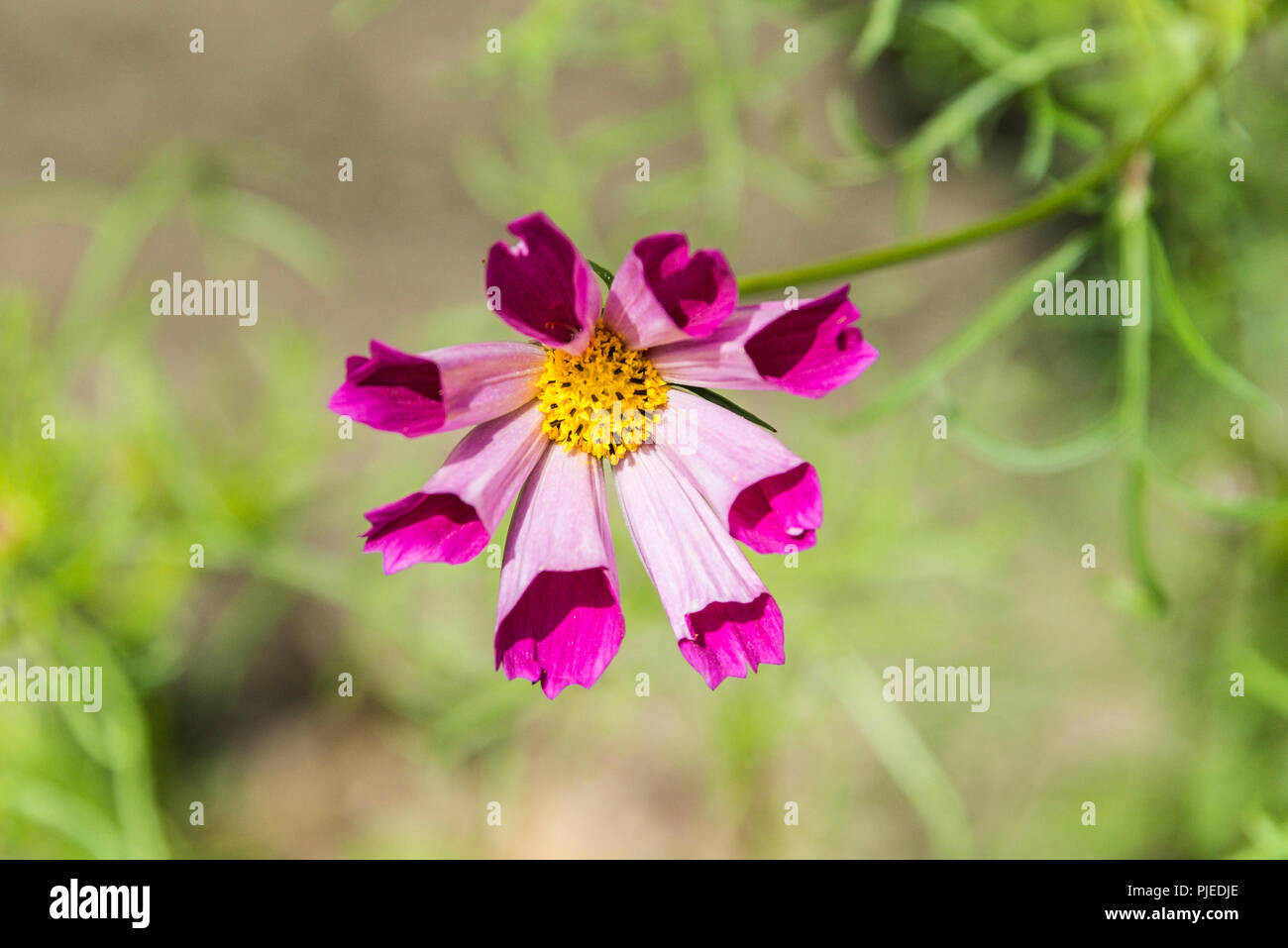 Un fiore rosa cosmo con petali tubolari scanalati Foto Stock