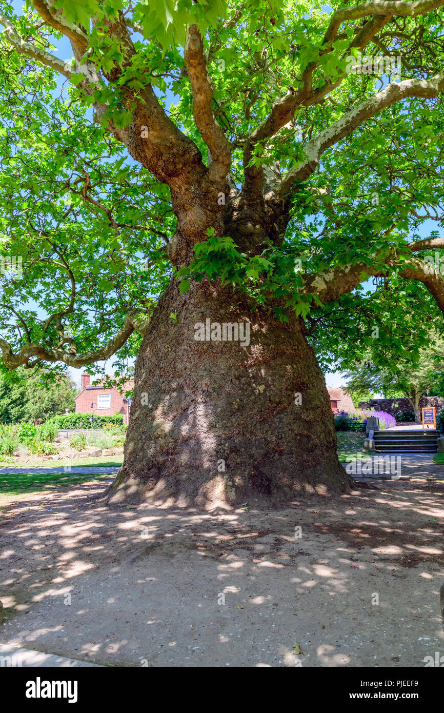Piano orientali, Platanus orientalis con enorme tronco westgate gardens canterbury. Credeva di essere la più antica nel Regno Unito Foto Stock