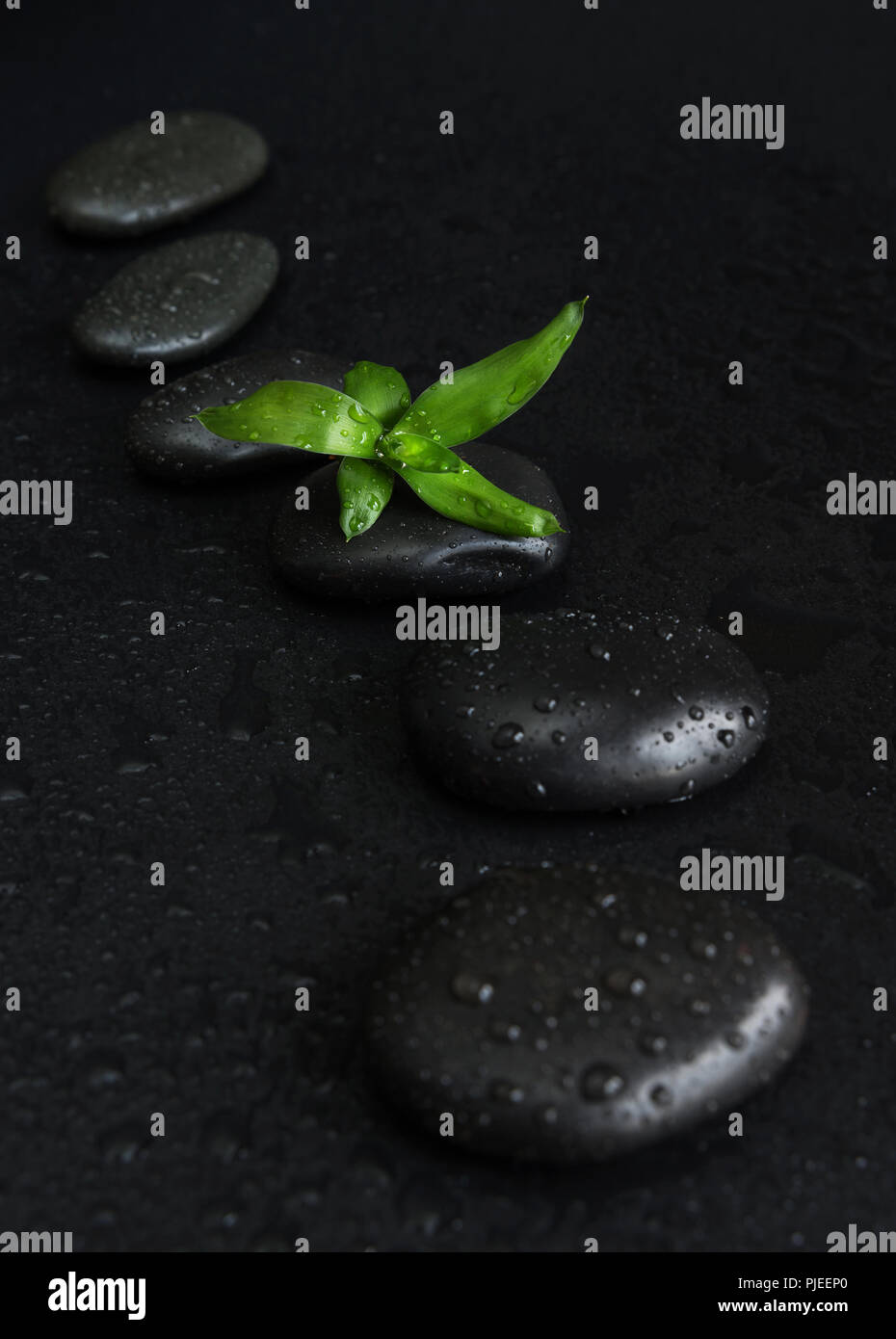 Concetto di Spa con il nero basalto pietre massaggio disposte catena e verde di germogli di bambù coperti con gocce d'acqua su sfondo nero Foto Stock