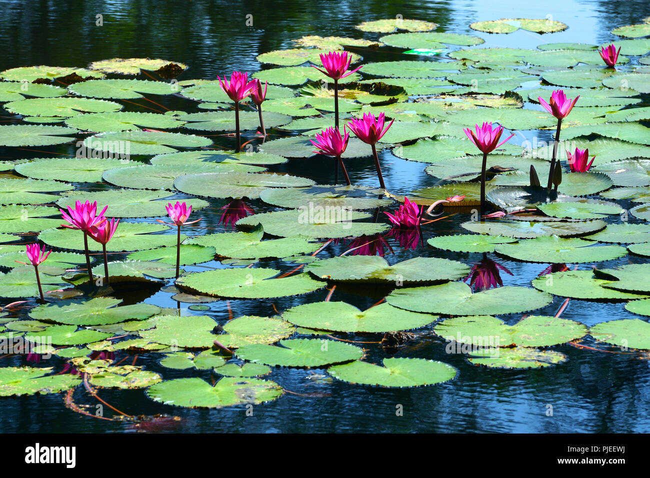 Lotusblumen (Nelumbo spec.) nella posizione naturale, Phuket, Thailandia, Lotusblumen (Nelumbo spec.) natürlichen am Standort Foto Stock
