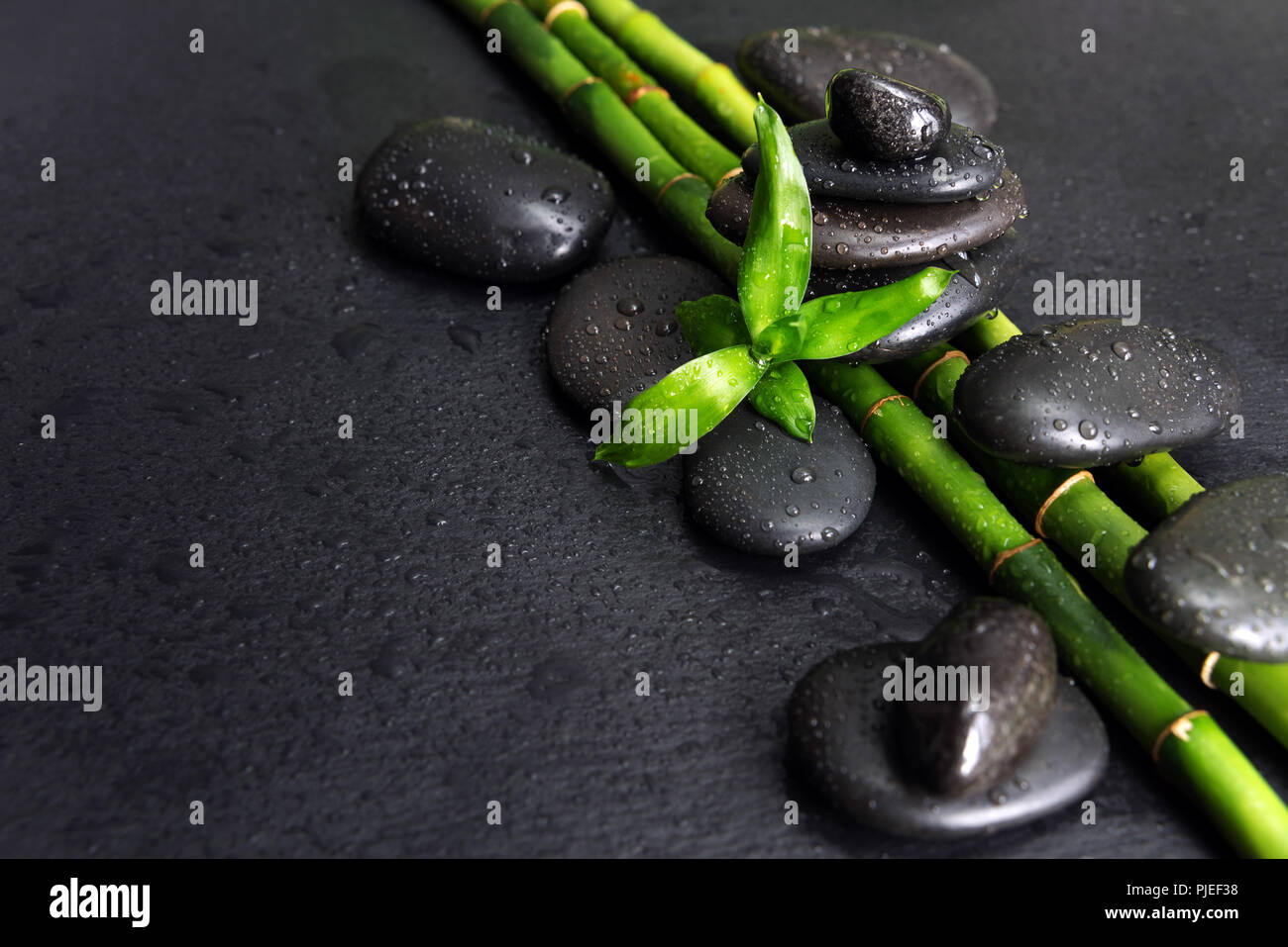 Concetto di Spa con il nero basalto pietre Massaggio e verde di germogli di bambù coperti con gocce d'acqua su sfondo nero Foto Stock