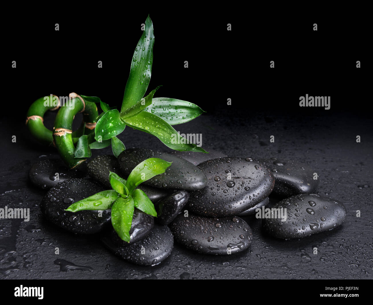 Concetto di Spa con il nero basalto pietre Massaggio e verde di germogli di bambù coperti con gocce d'acqua su sfondo nero Foto Stock