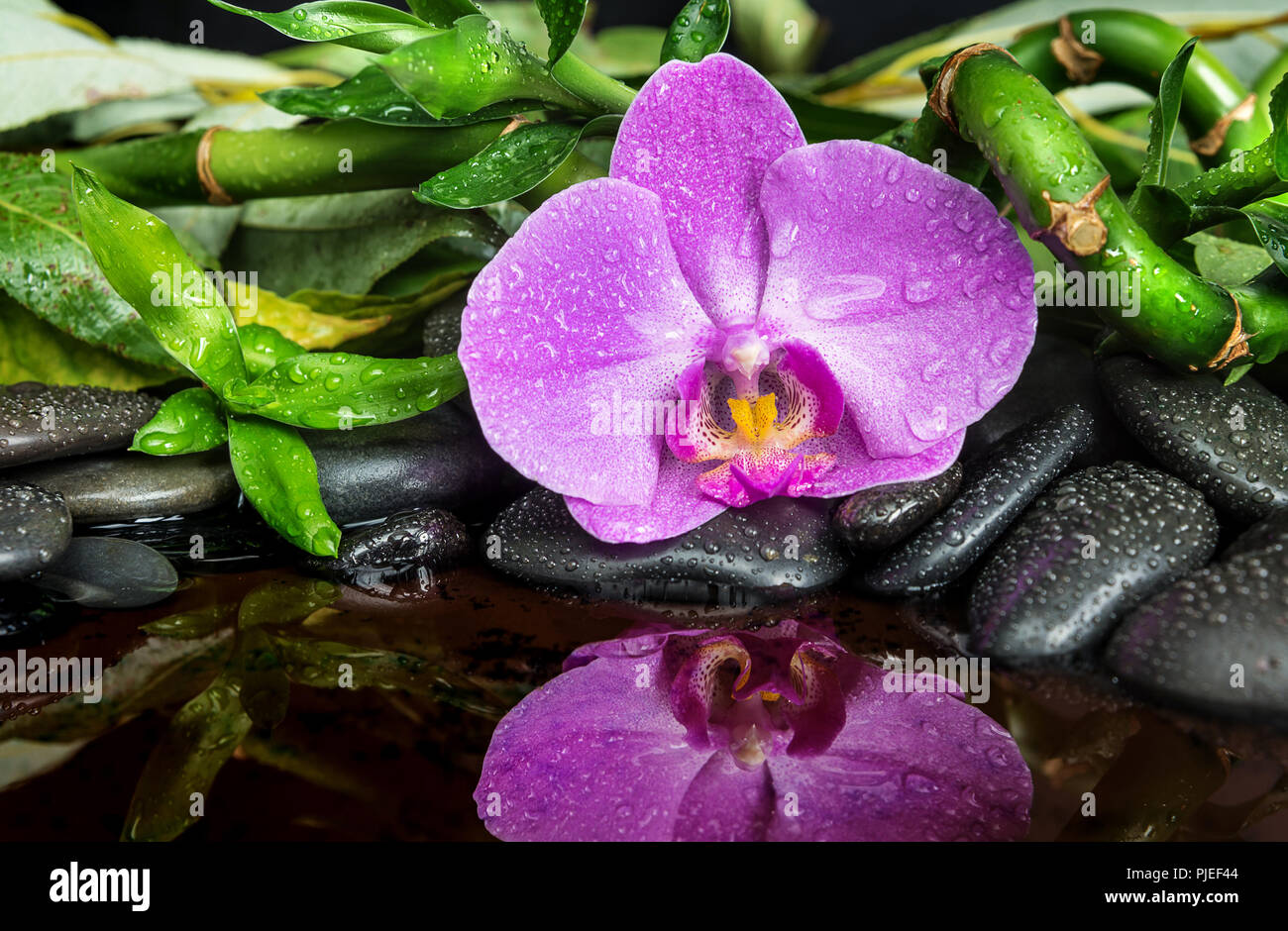 Concetto di Spa con il nero basalto pietre massaggio, rosa fiori di orchidea e lussureggiante fogliame verde coperta con acqua scende riflessa nell'acqua Foto Stock