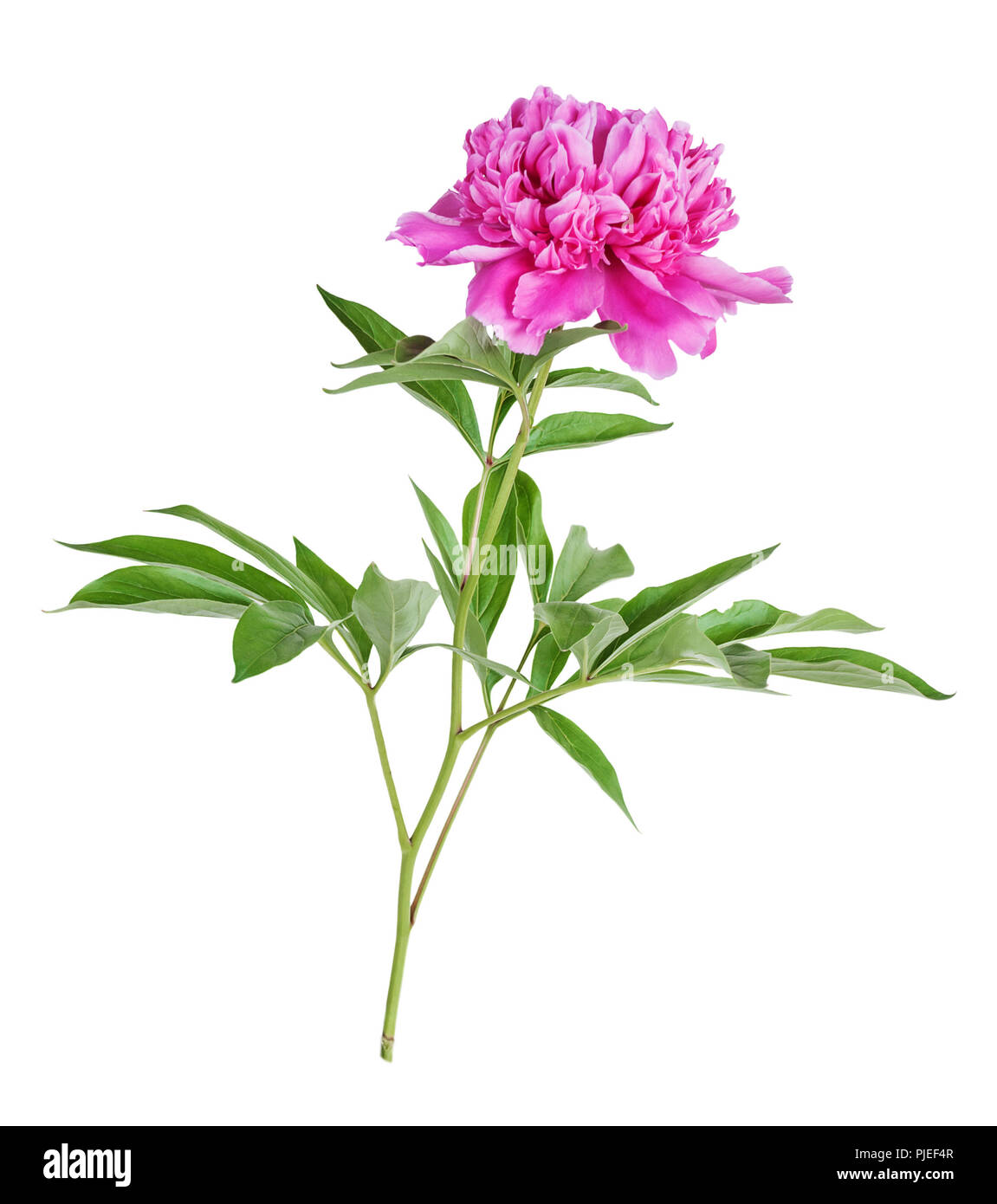 Unica rosa peonia fiore isolato su uno sfondo bianco Foto Stock