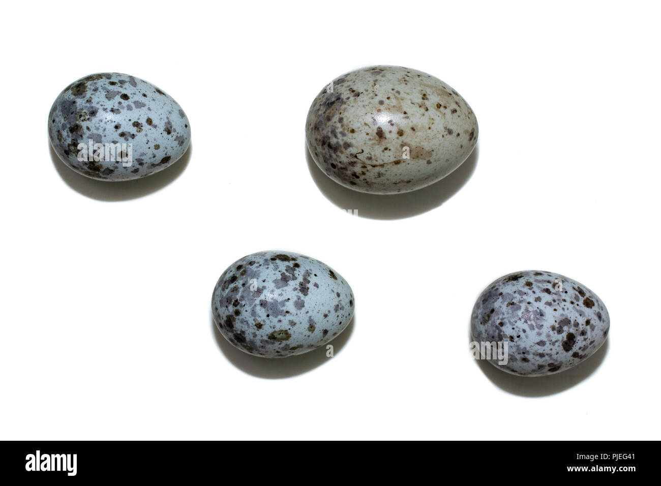 Acrocephalus palustris. Le uova della palude trillo di fronte a uno sfondo bianco, isolata. Foto Stock
