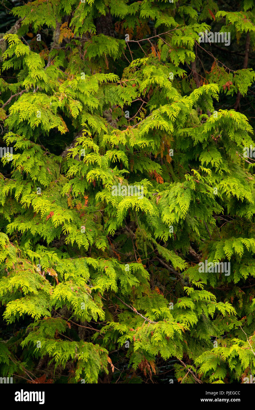 Western red cedar lungo la baia di Mulino Trail, Juan de Fuca Parco Provinciale, British Columbia, Canada Foto Stock