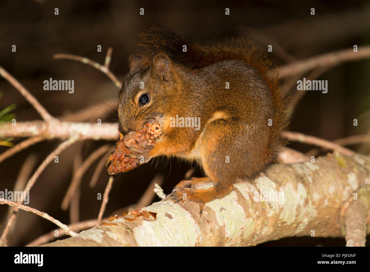 Douglas scoiattolo (Tamiasciurus douglasii), East Sooke Parco Regionale, Sooke, British Columbia, Canada Foto Stock