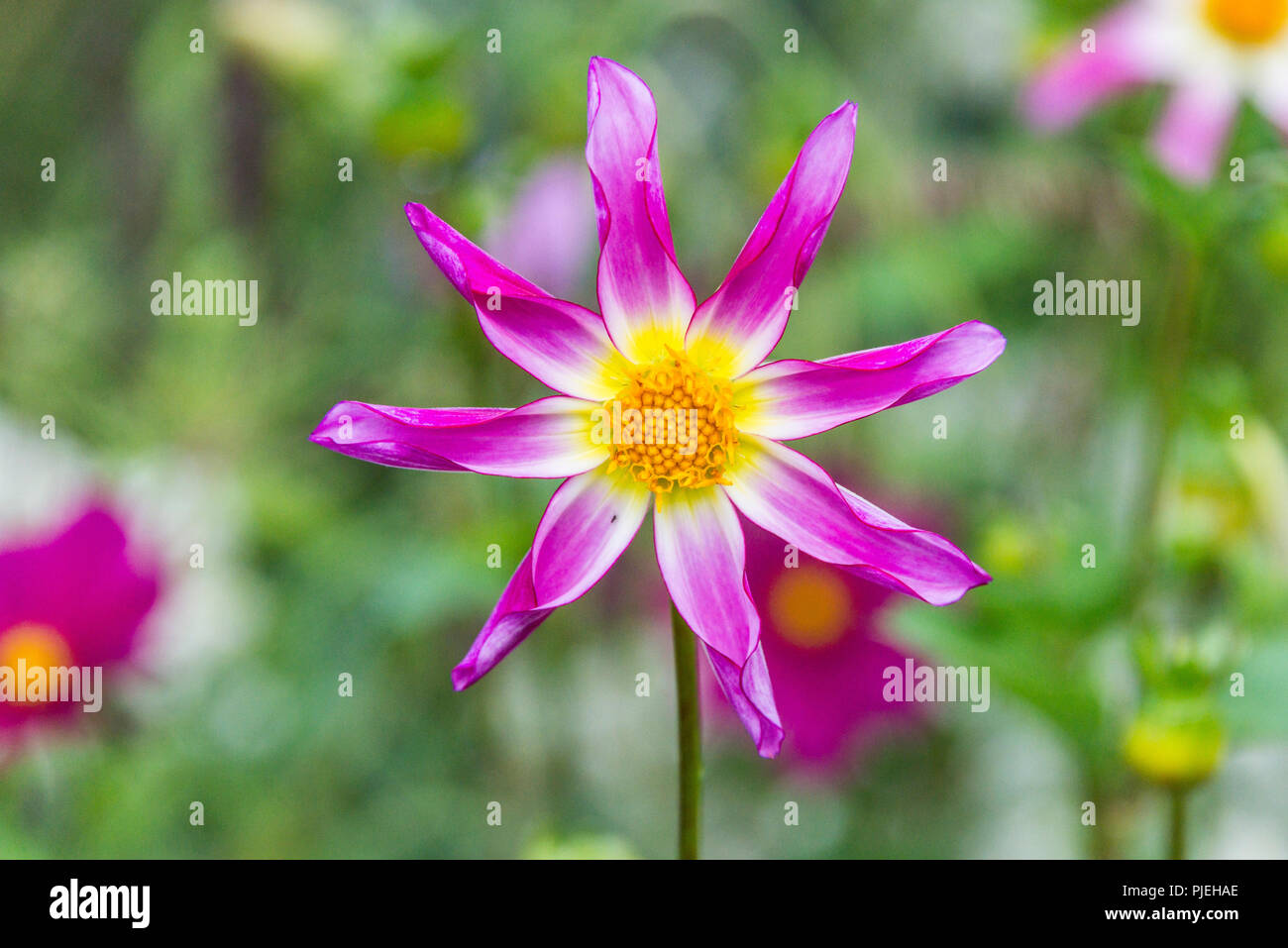 Una dalia 'Honka Rose' Foto Stock