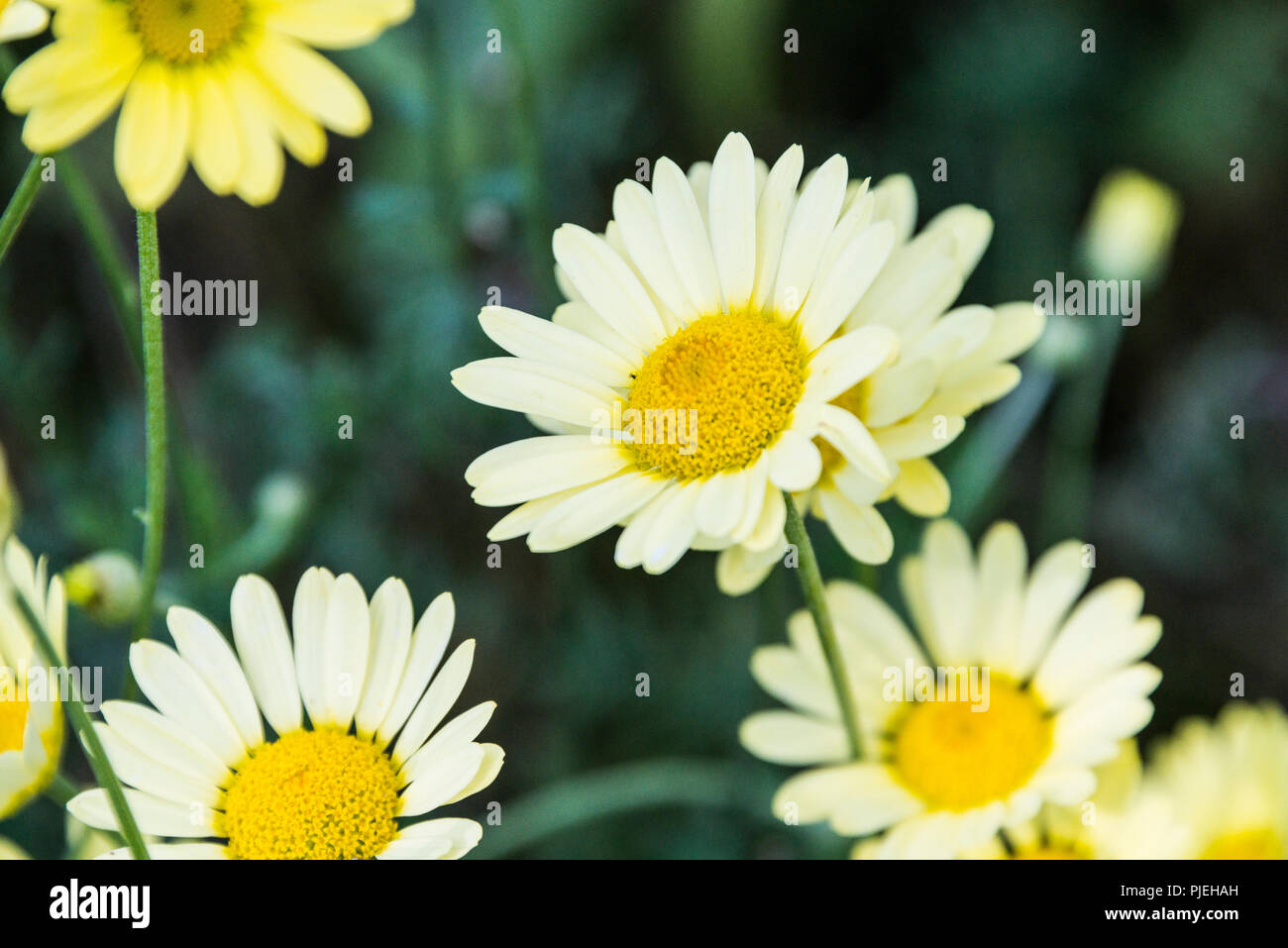 Un tintore di camomilla 'E.C. Buxton' Fiore (Anthemis tinctoria 'E.C. Buxton') Foto Stock