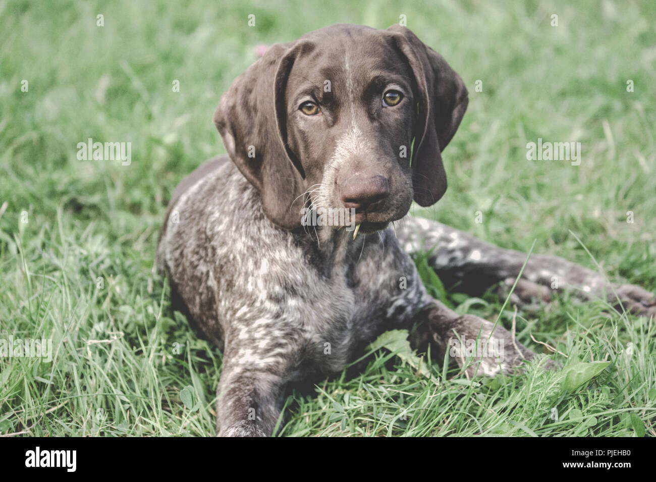 Il tedesco Shorthaired puntatore, kurtshaar tedesco un cucciolo maculato giacente su erba verde, guardando dritto negli occhi, sguardo intelligente e dolce ragazza, Foto Stock