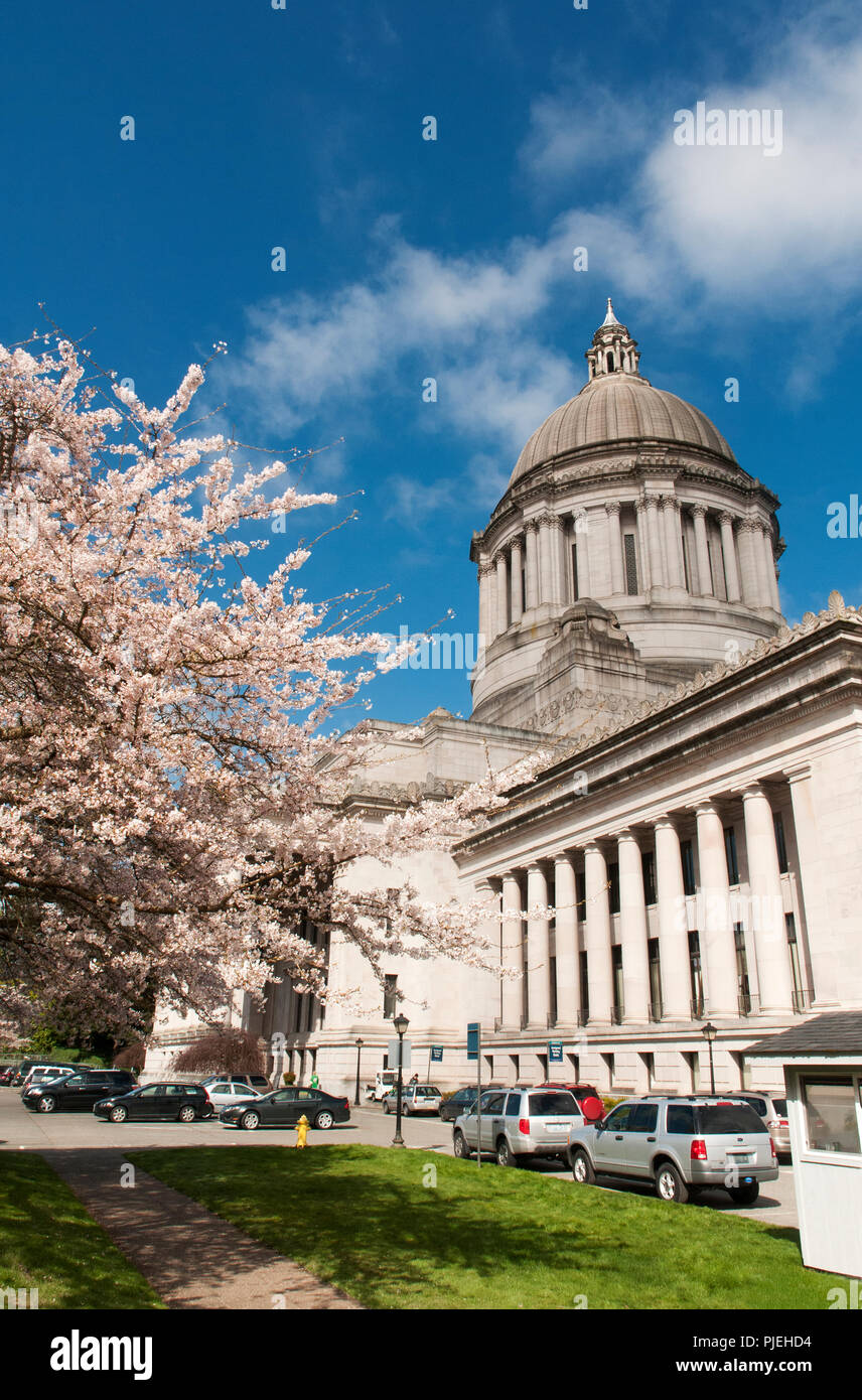 ; Washington State Capitol; fiori di ciliegio; Olympia, Washington. Foto Stock