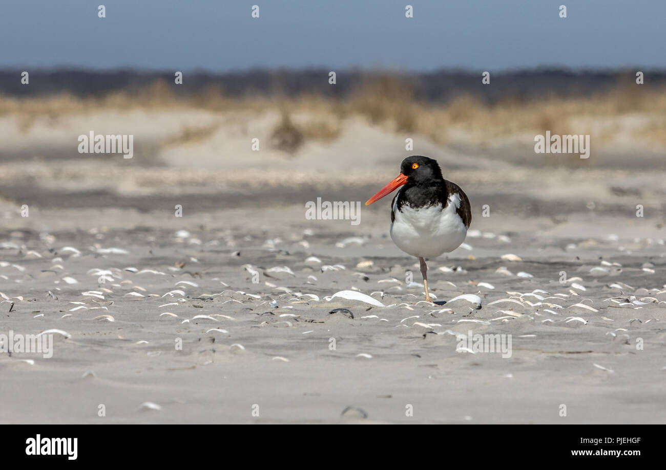 American Oystercatcher bird su un litorale atlantico beach in New Jersey, STATI UNITI D'AMERICA Foto Stock