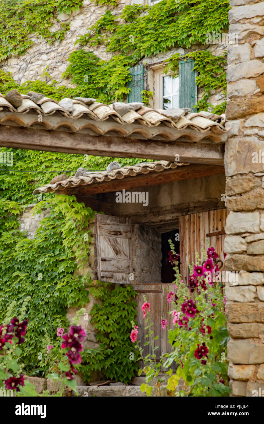 Hollyhocks fiori che sbocciano in Provenza, regione a sud della Francia Foto Stock