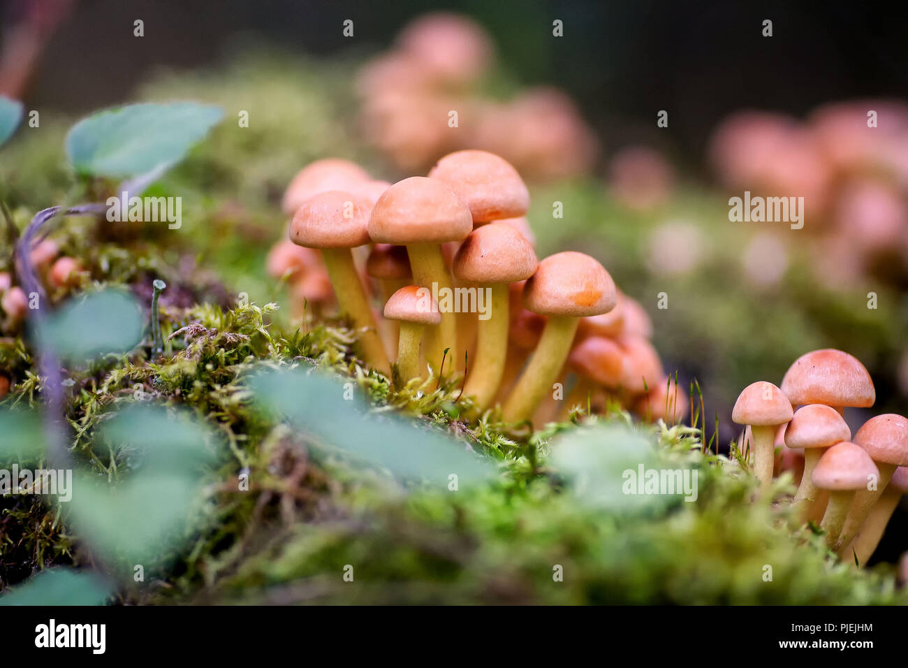 I funghi crescono nella foresta. Velenoso, immangiabile. Foto Stock