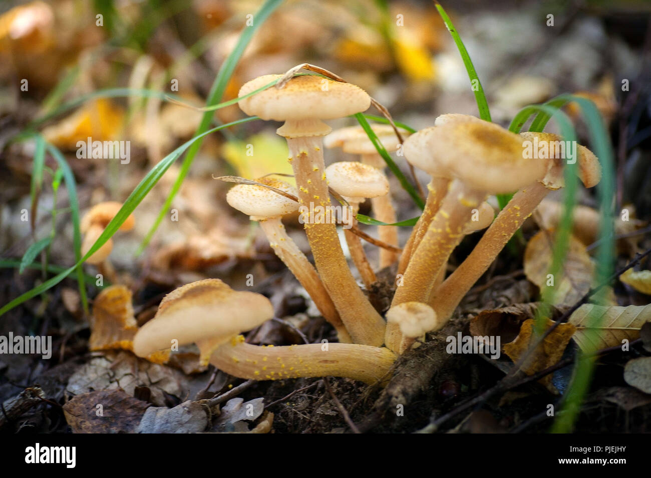 I funghi crescono nella foresta. Velenoso, immangiabile. Foto Stock