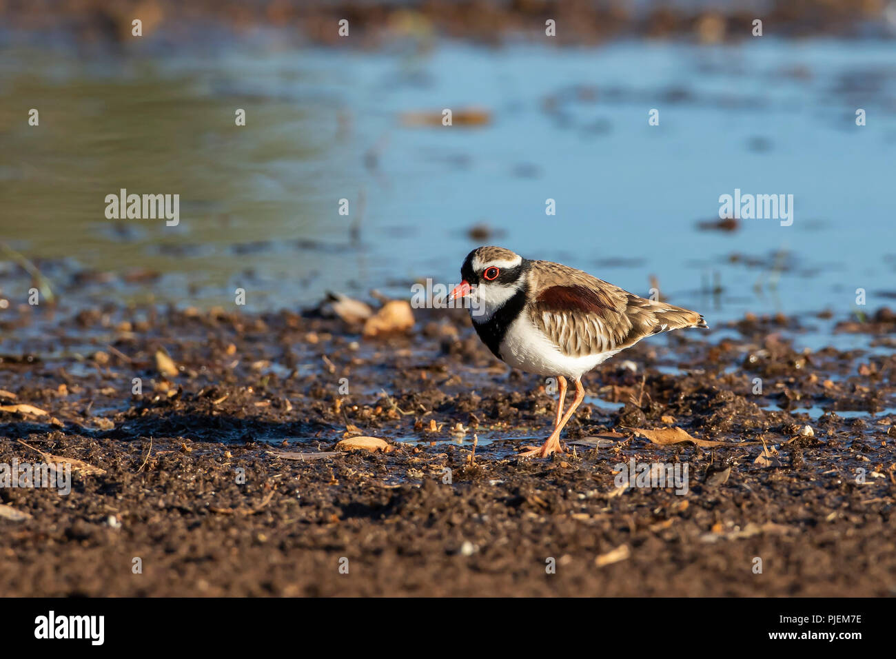 Nero-fronteggiata Beccaccia (Elseyornis melanops) Foto Stock