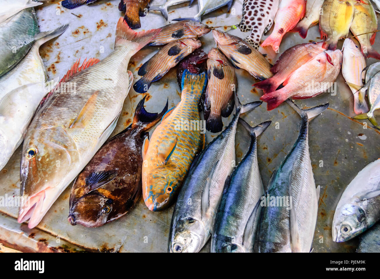 Sulla spiaggia di stallo di pesce di pesce misto a Rawai Beach mercato di pesce in Phuket, Tailandia Foto Stock