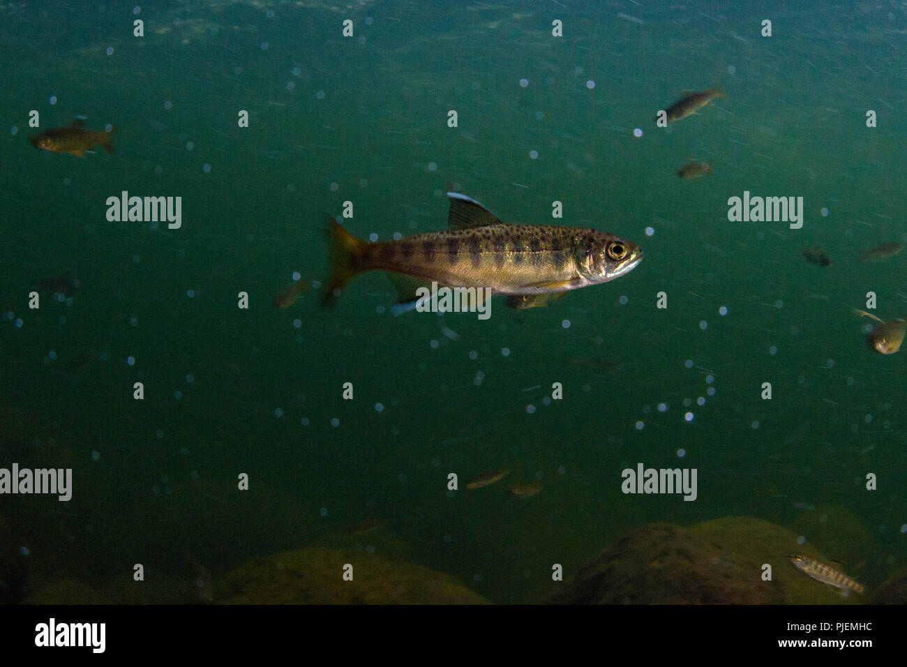 Foto subacquee di un salmone juvenil Coho nel fiume Capilano, British Columbia. Foto Stock