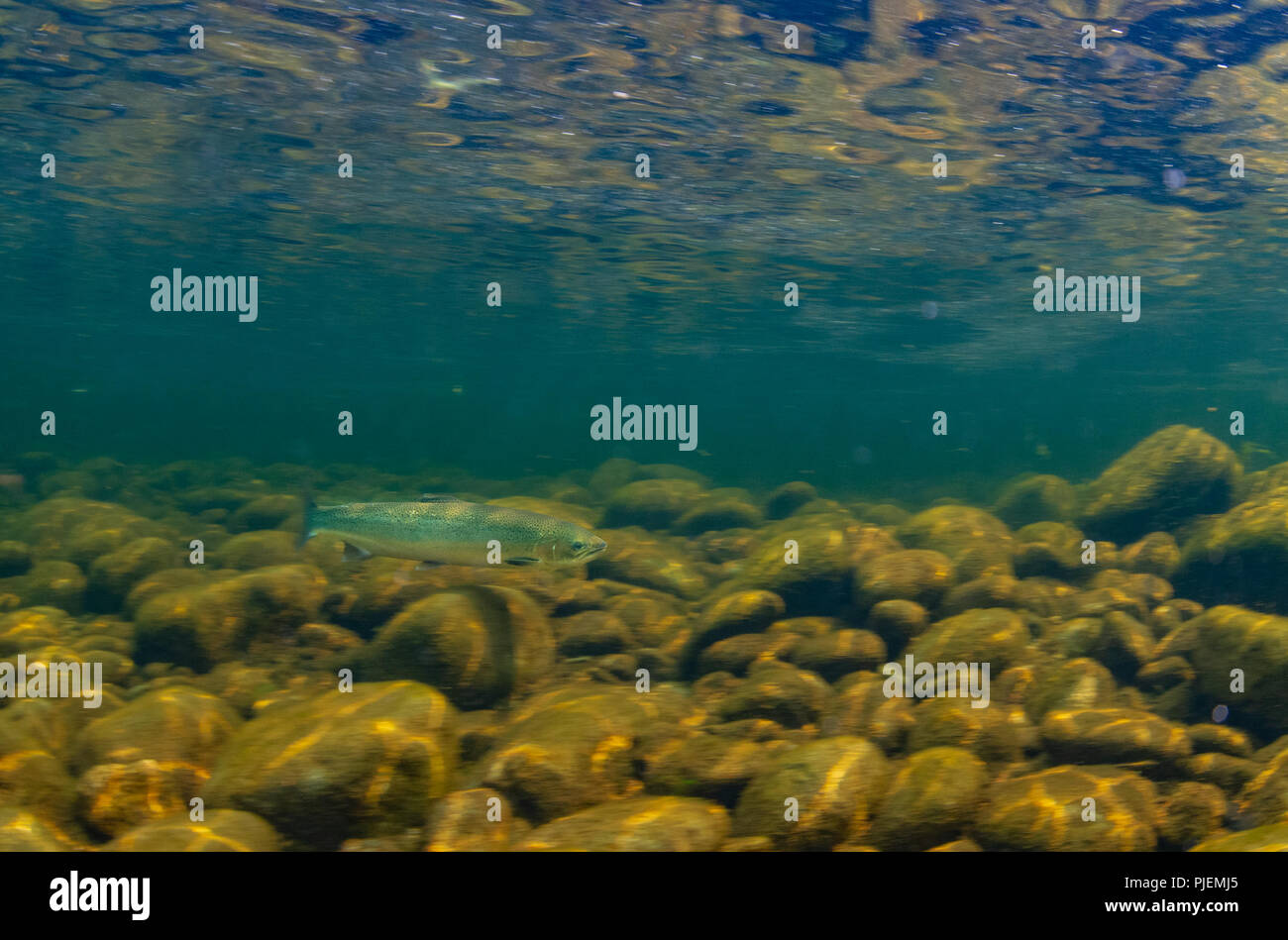 Una nuotata in pericolo nella Steelhead nel fiume Seymour a nord di Vancouver, Foto Stock