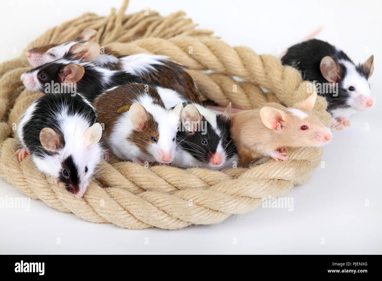 Colore mouse, poltiglia musculus, mettetevi comodi nella fune, Farbmaus, Mus musculus, kuscheln sich im Tau Foto Stock