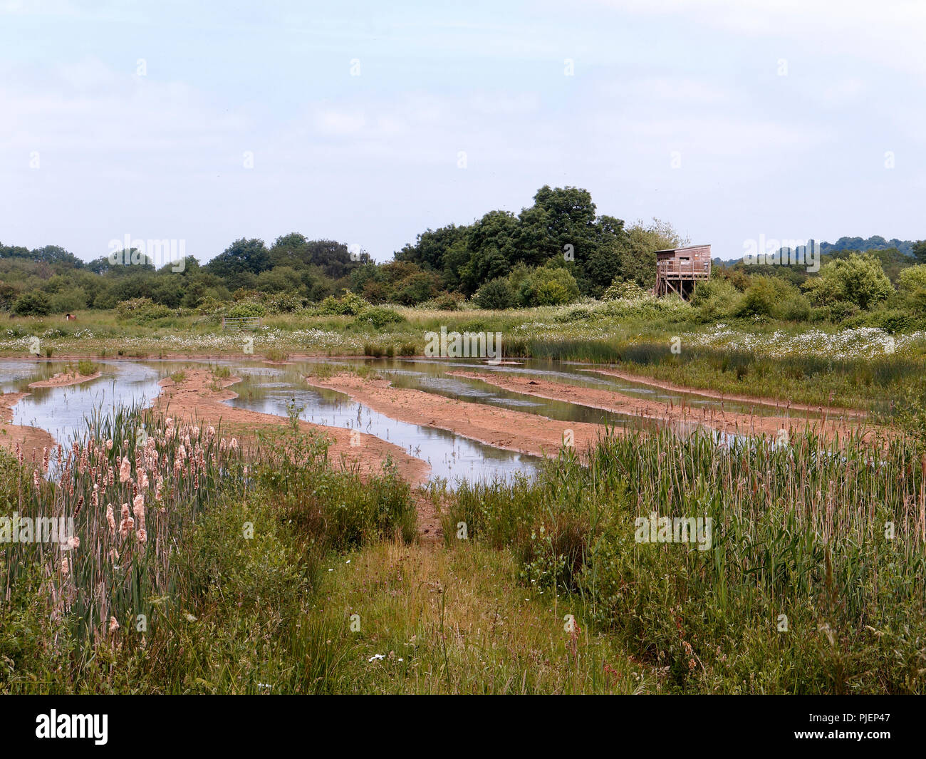 Attenborough Riserva Naturale, Nottinghamshire Foto Stock