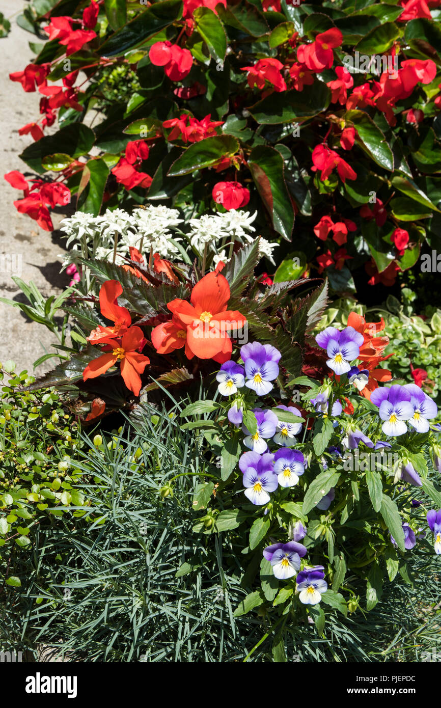 Una combinazione di diverse piante come Viola, Begonia, Leontopodium Foto Stock