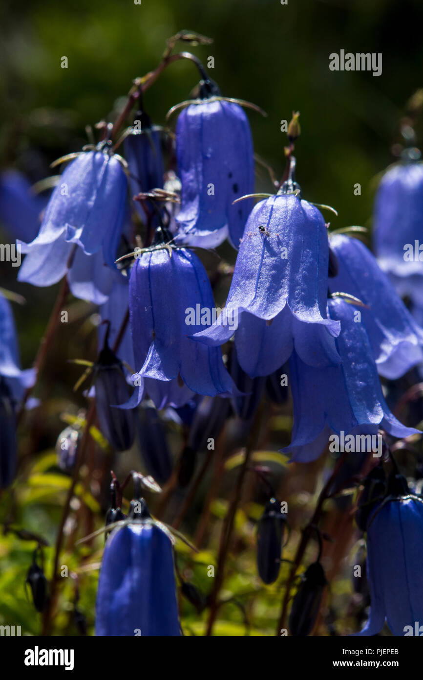 Il selvaggio del superriduttore cochleariifolia Campanula Foto Stock