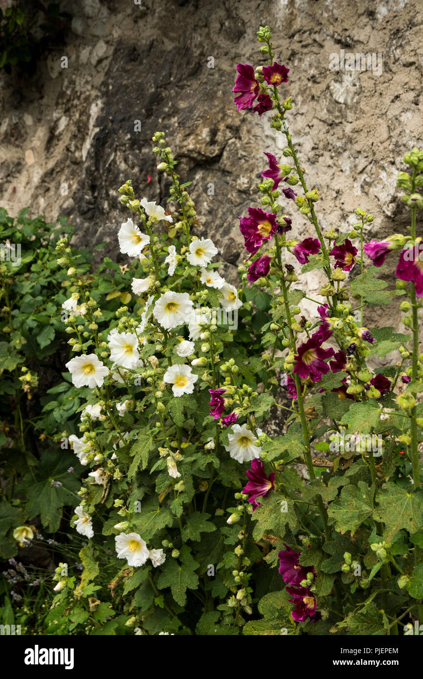 Le abbondanti fiori di Alcea rosea Foto Stock