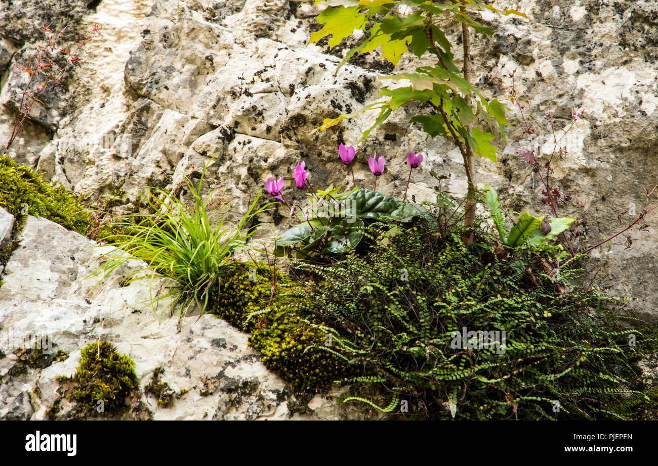 La wild Cyclamen purpurascens in combinazione con felci, erbe e un piccolo albero. Foto Stock