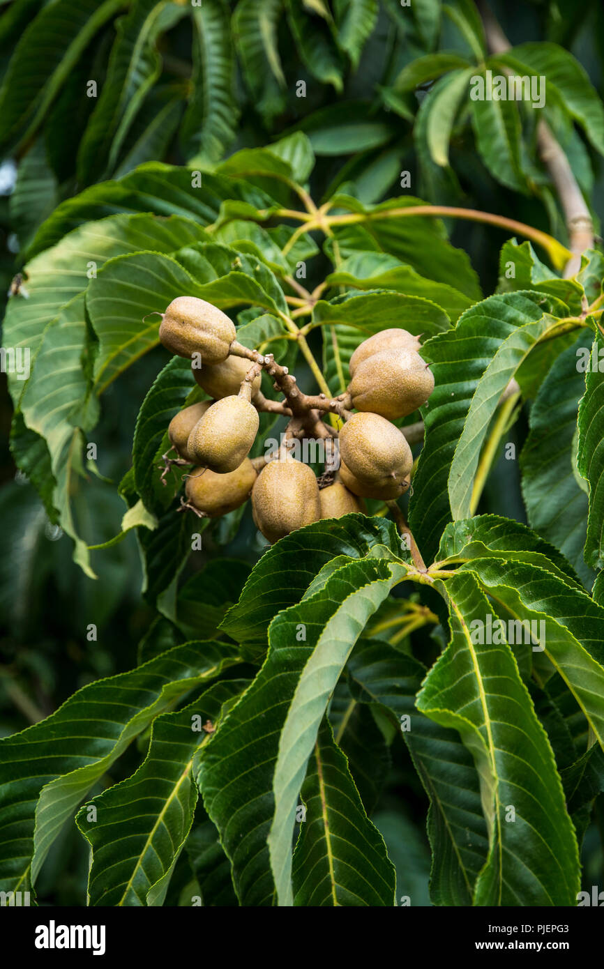 Capsule di seme di Aesculus flava Foto Stock