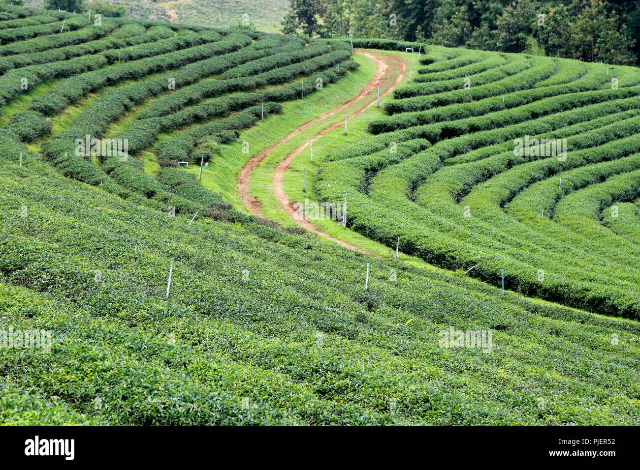 Choui Fong la piantagione di tè, Chiang Rai, Thailandia Foto Stock