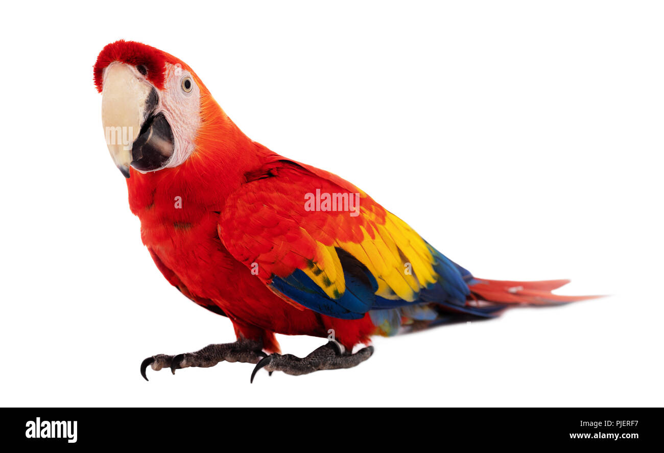 Macaw Parrot isolati su sfondo bianco Foto Stock