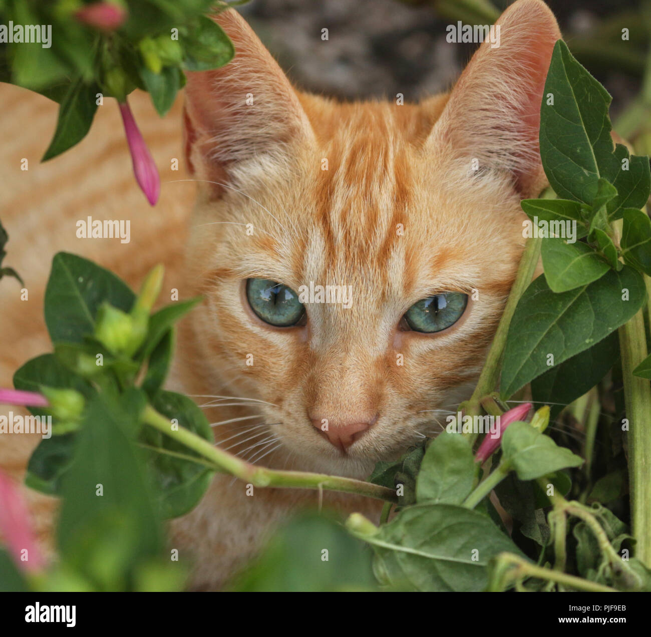 gatto dello zenzero Foto Stock