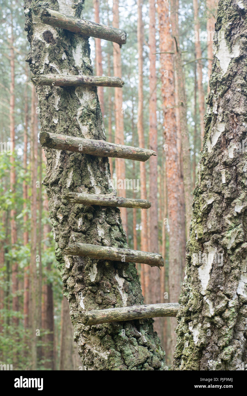 Bastoni inchiodati su albero formando una scaletta Foto Stock