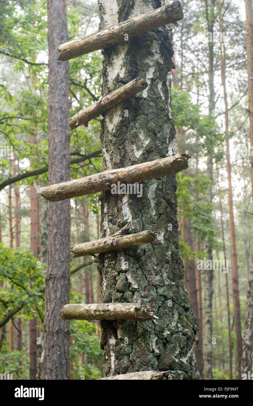 Bastoni inchiodati su albero formando una scaletta Foto Stock