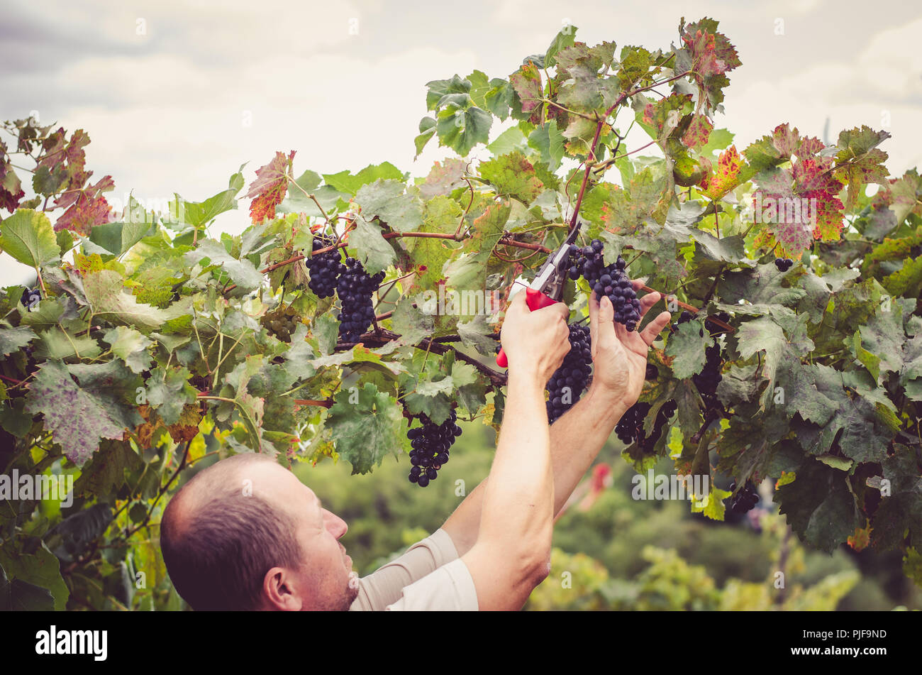 Taglio contadino sano blu maturi grappoli di uva outsoors in vigna Foto Stock