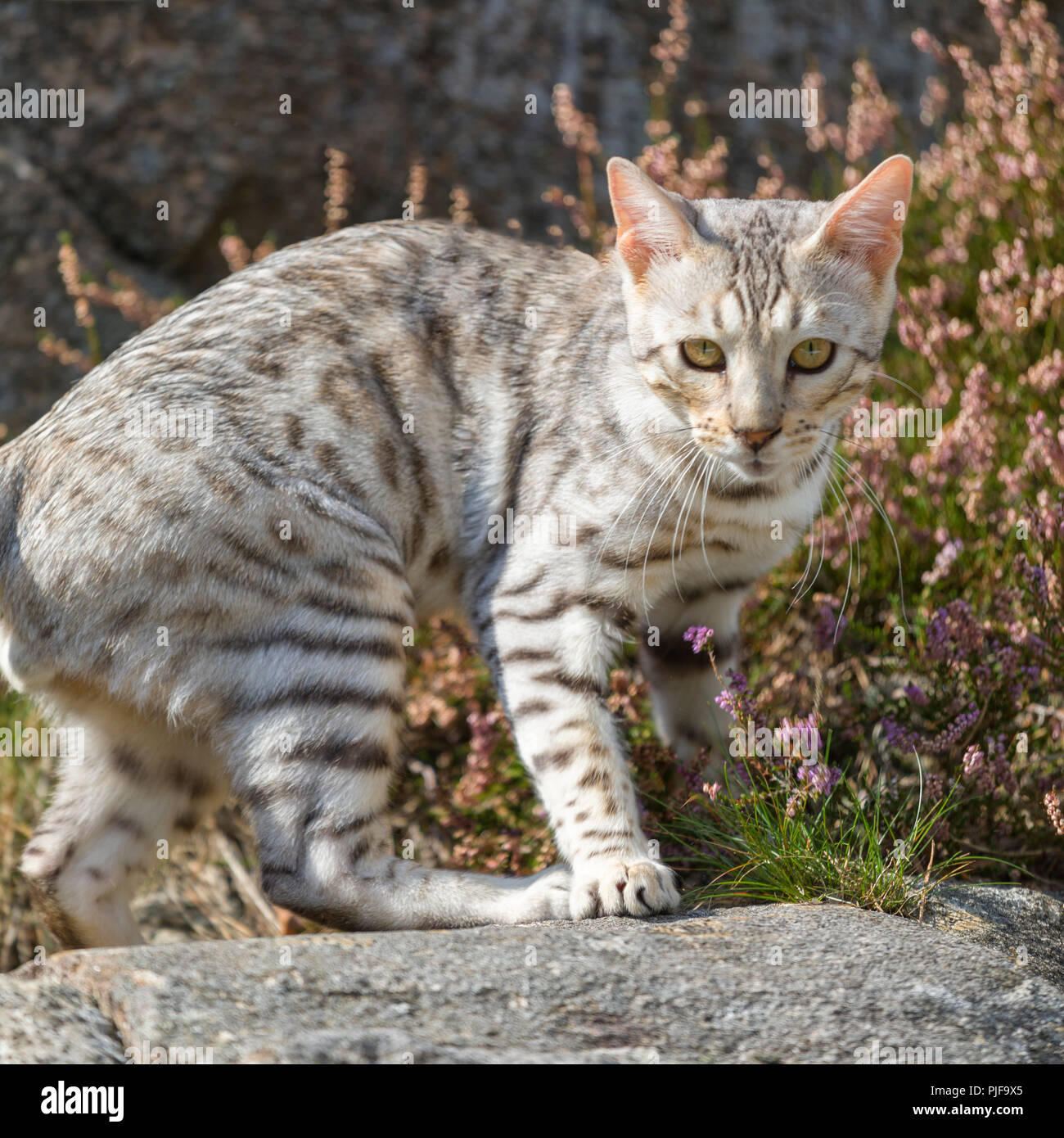 Bel maschio silver Gatto Bengal gattino ritratto all'aperto Foto Stock